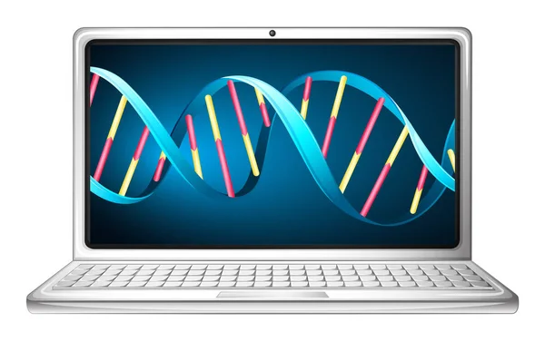 コンピューター画面上の Dna striat ノート パソコン — ストックベクタ