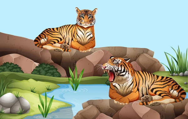 两只老虎坐在池塘边 — 图库矢量图片