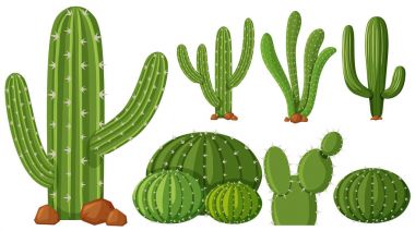 Different types of cactus plants clipart