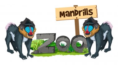 Hayvanat bahçesinde iki mandrills