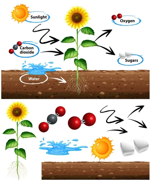 Diagram showing how plant grows — Stock Vector