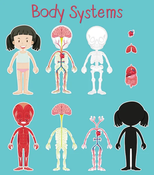 Diagrama que muestra la chica y el sistema corporal — Vector de stock