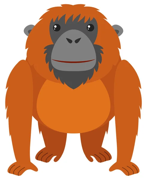 A barna szőr orangután — Stock Vector