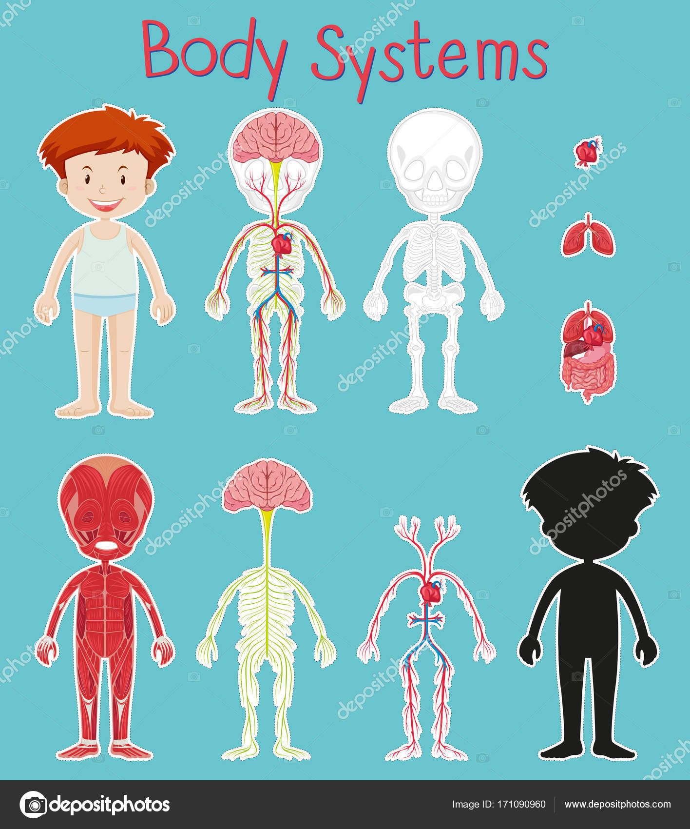 Boy and body system chart on blue background Stock Vector Image by  ©blueringmedia #171090960