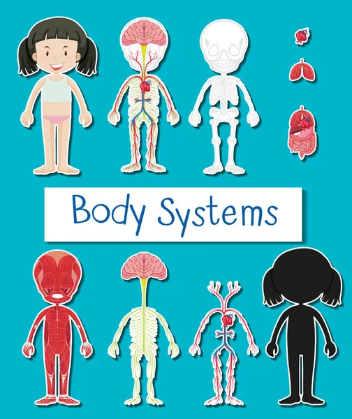 Diagram showing different body systems of human girl — Stock Vector