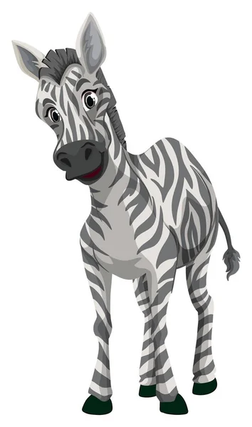 Little zebra on white background — Stock Vector