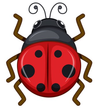 Beyaz arkaplanda uğur böceği