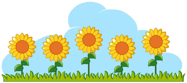 Sonnenblumen im Garten auf weißem Hintergrund — Stockvektor