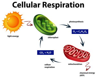 Diagram showing cellular respiration clipart