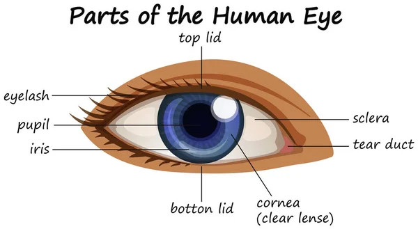 İnsan gözü bölümlerini gösteren diyagram — Stok Vektör