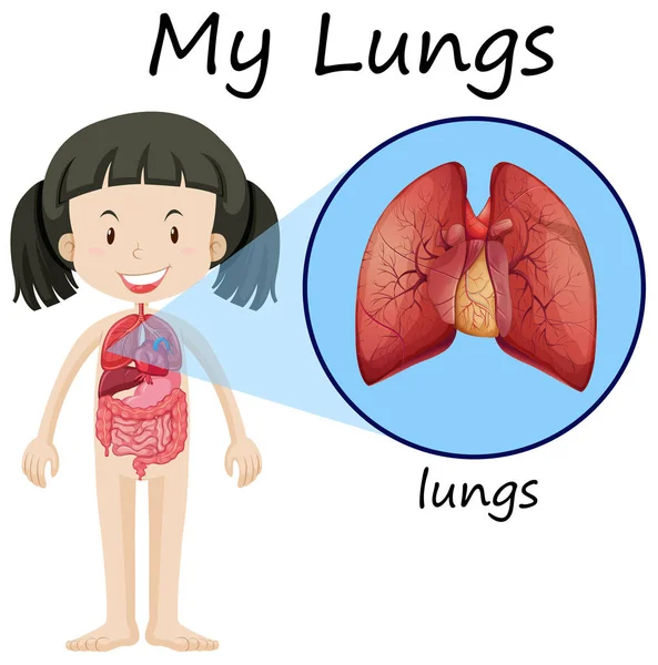 Chica y pulmones en el diagrama — Vector de stock