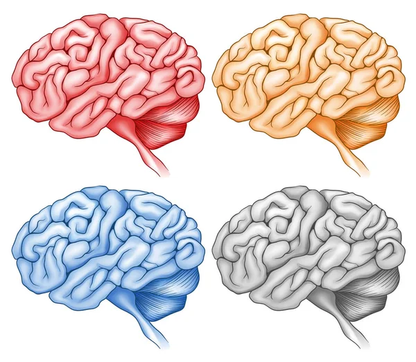 Cerebro humano en cuatro colores — Vector de stock