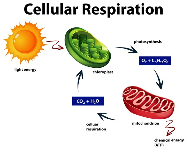 9 696 Respiration Vector Images Respiration Illustrations Depositphotos
