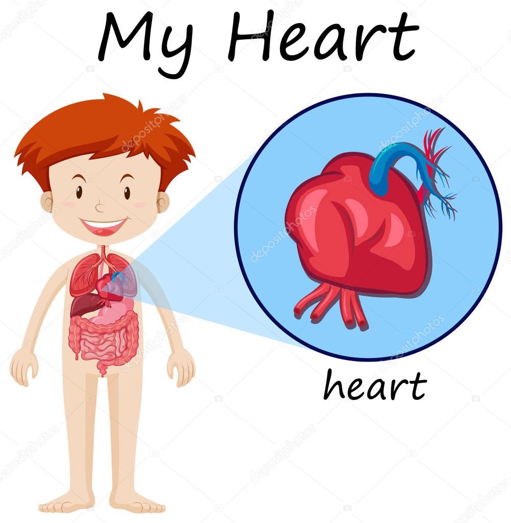 Human anatomy diagram with boy and heart