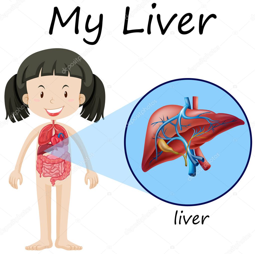 Human anatomy diagram with girl and liver