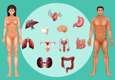 Erkek ve kadın posteri farklı organları ile