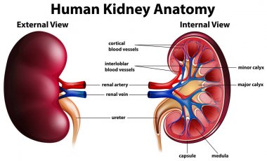 İnsan böbrek anatomisi gösteren diyagram