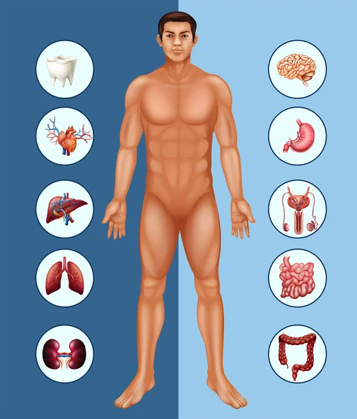 Diagrama mostrando o homem humano e diferentes órgãos — Vetor de Stock