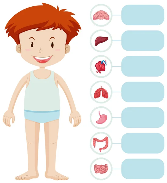Human boy and different organs — Stock Vector