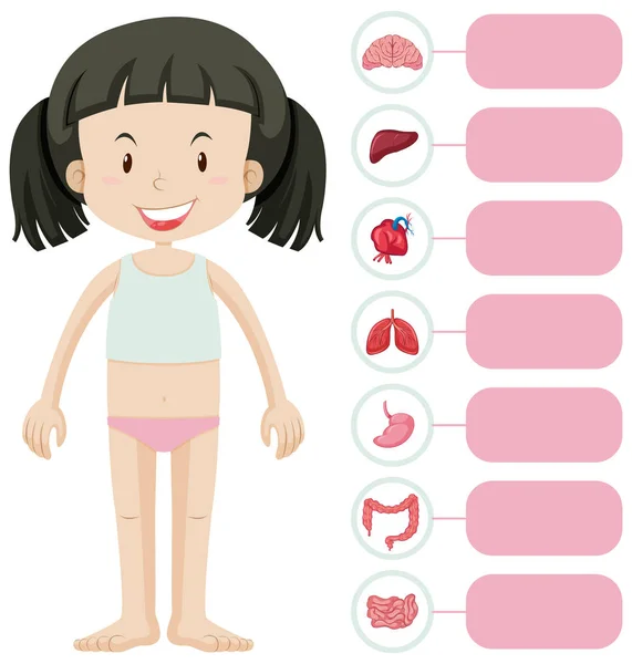 Little girl and different parts of body — Stock Vector