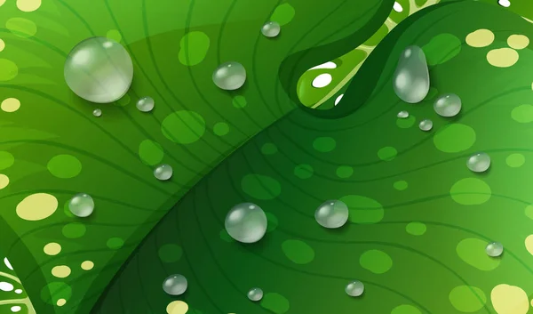 Waterdrops on green leaf — Stock Vector