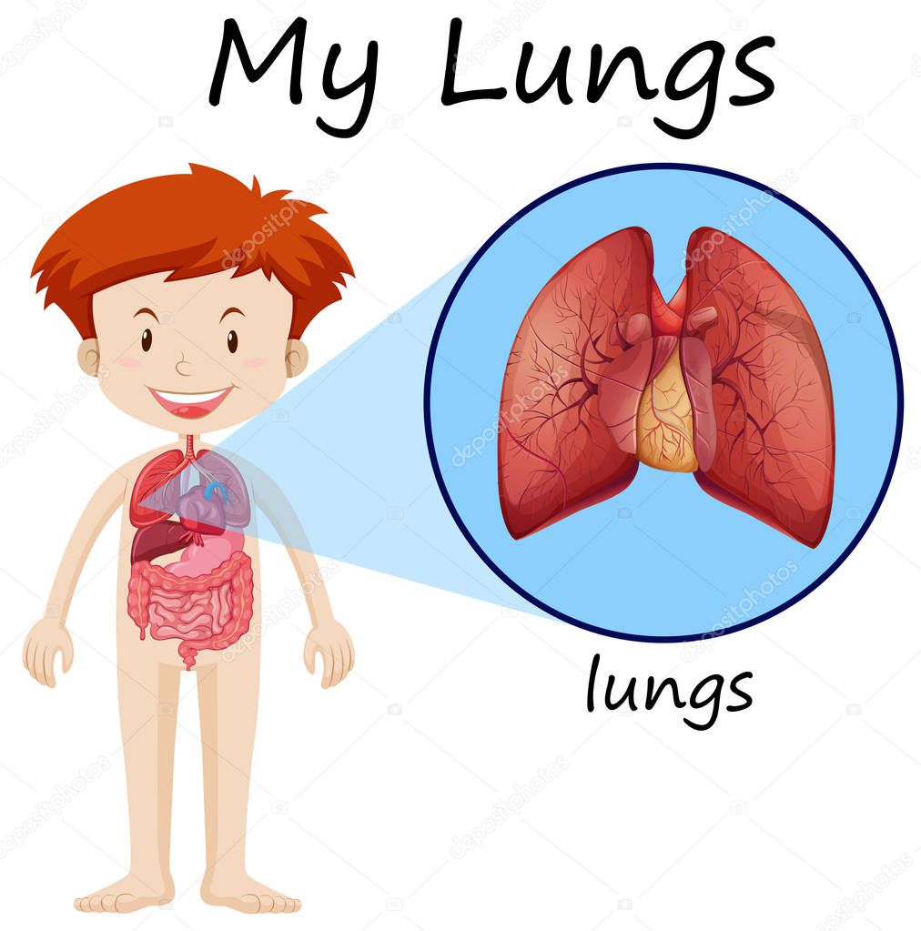 Little boy and lungs diagram