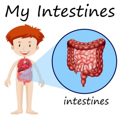 İnsan çocuk bağırsak gösteren diyagram