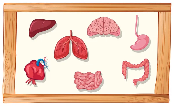 Menselijke organen in houten frame — Stockvector