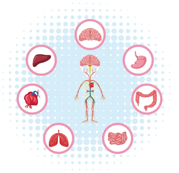 Diagram met verschillende delen van het lichaam — Stockvector