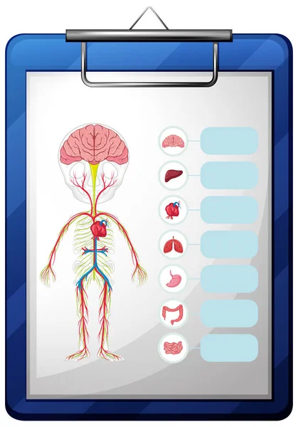 Órganos humanos en tablero azul — Vector de stock