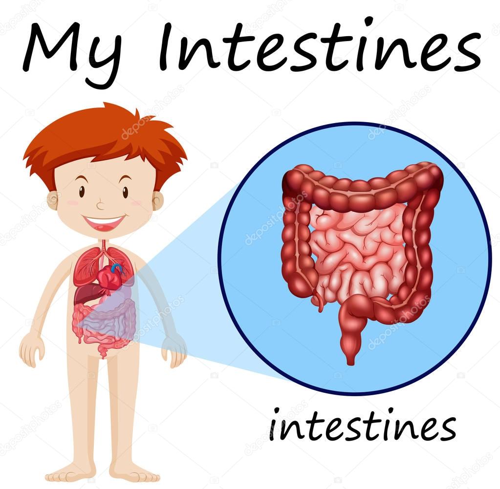 Diagram showing intestines in human boy