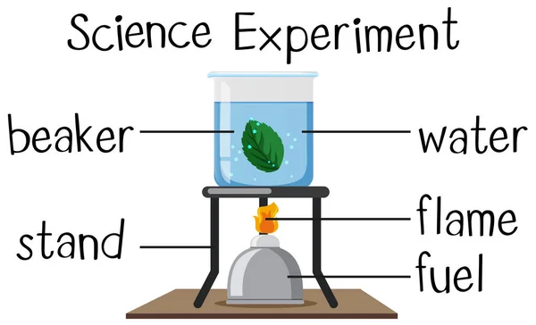 Naturwissenschaftliches Experiment mit siedendem Blatt — Stockvektor