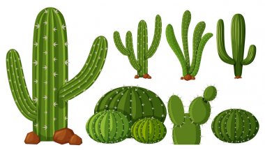 Different types of cactus clipart