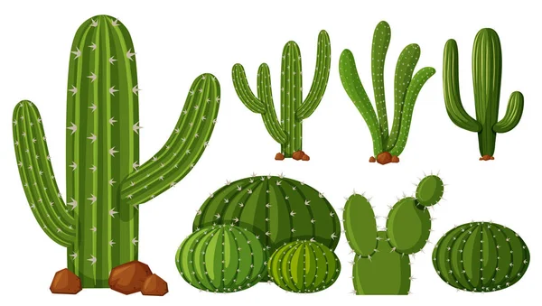 Diferentes tipos de cactus — Vector de stock