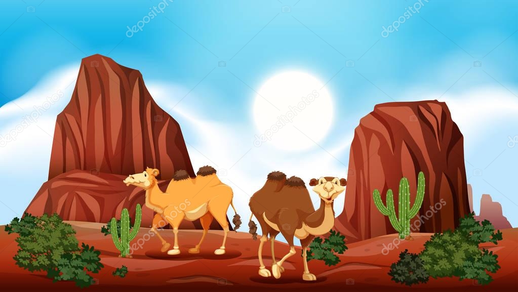 Rock Mountain in Desert and Camels