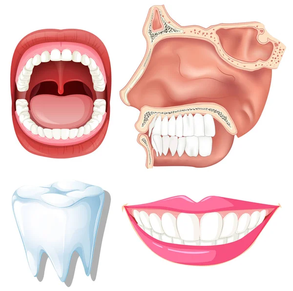 Anatomie van menselijke tanden — Stockvector