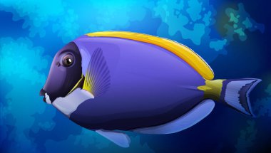 Okyanus mavi Tang balık