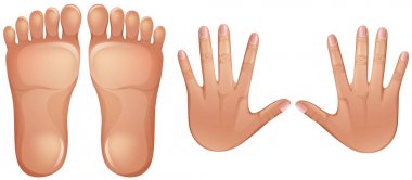 İnsan anatomisi ayak ve el