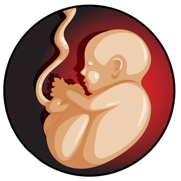 母親の子宮の中の赤ちゃん — ストックベクタ