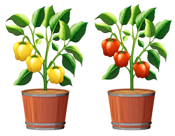 Planta de pimiento amarillo y rojo — Vector de stock