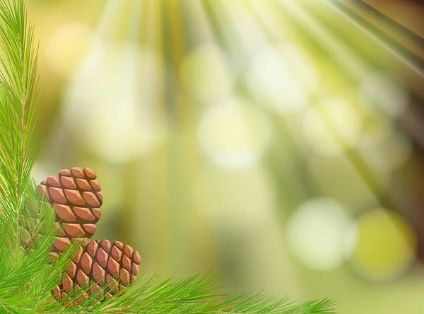 Pine Cone on Natural Green Background — Stock Vector