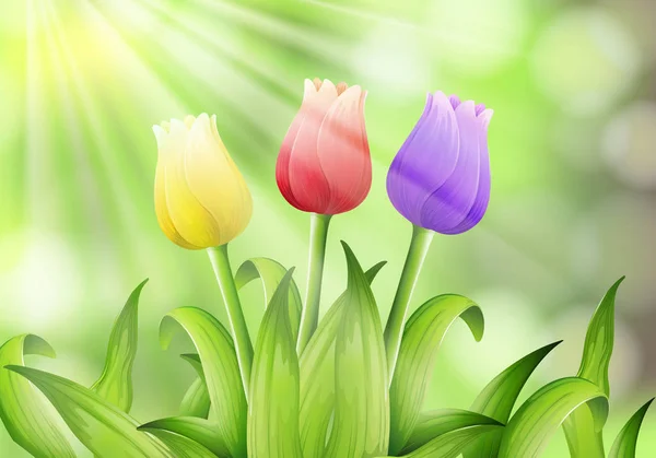 Colourful Tulip in Nature Background — Stock Vector