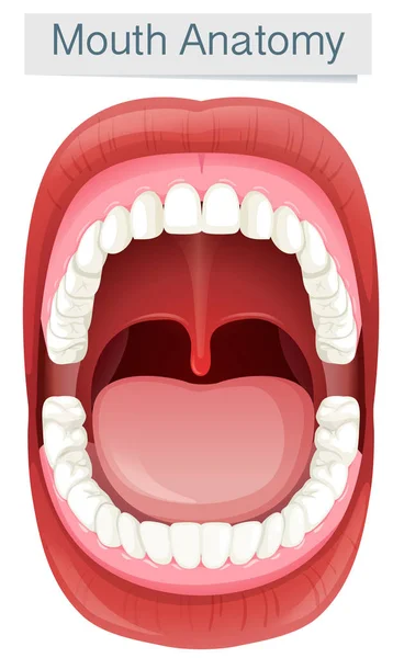 Anatomía de la boca humana sobre fondo blanco — Vector de stock