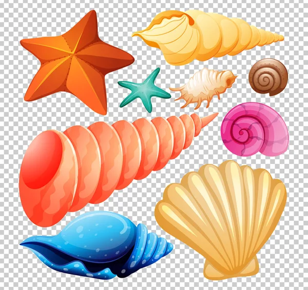 Set Seashell untuk Pantai - Stok Vektor