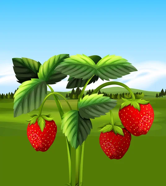 Strawberry Organik dengan Tampilan Lengan - Stok Vektor