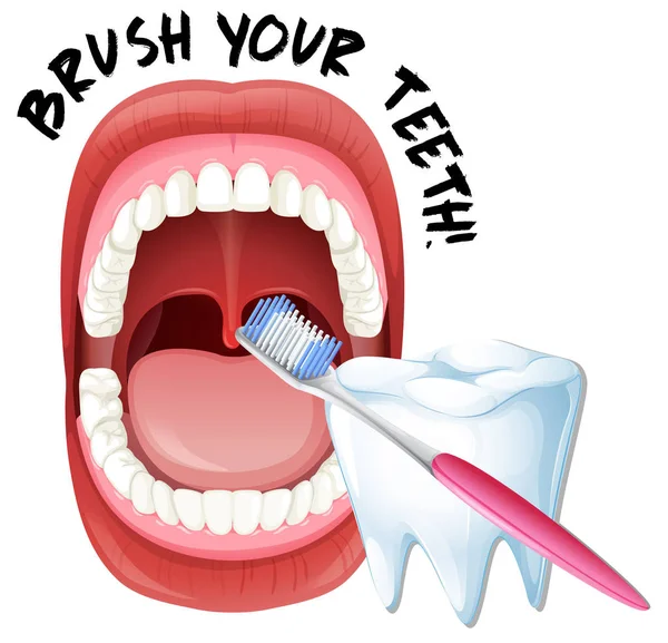 Людському роті і зуби щіткою — стоковий вектор