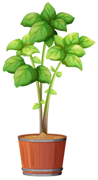 Una planta creciendo en la maceta — Archivo Imágenes Vectoriales