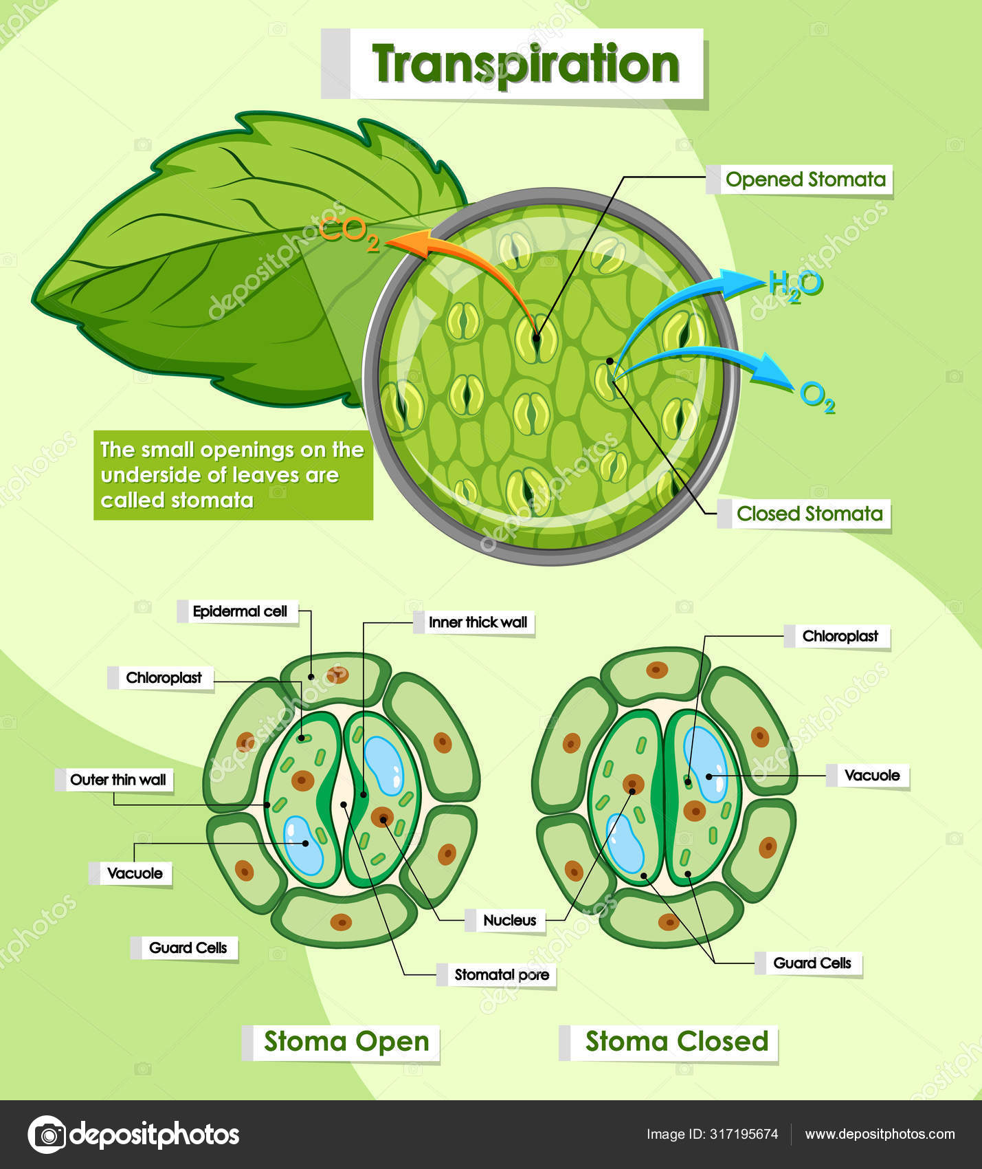 Stomata Vector Art Stock Images | Depositphotos