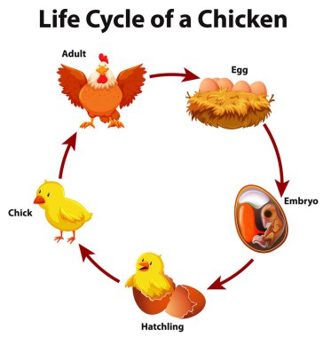 Tavuğun yaşam döngüsünü gösteren diyagram
