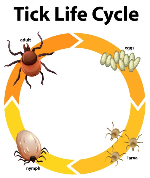 Diagram som visar fästingens livscykel — Stock vektor